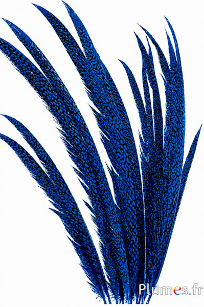 Fagiano dorato - 55-65 cm - blu